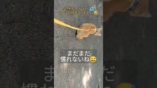 【茶トラ】子猫とお散歩できるように練習 #保護猫 #猫のいる暮らし #ねこ