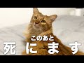 猫が死ぬ直前に見せる行動