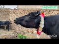 watch nili ravi buffalo for sale in punjab pakistan on youtube 23 12 2024