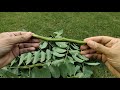 cassia fistula grafting different cassia graft on amaltas