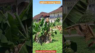 அதிசய வாழை மரம் -miracle banana tree #shorts #youtubeshorts #shortsfeed #bananatree