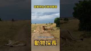 雄獅也想給母獅一個“驚喜”，沒想到 #動物世界 #鬣狗