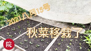 【彬彬有院】种•727秋菜菜苗移栽了//如何准备土地，如何分苗移栽，看看被虫咬的萝卜😂