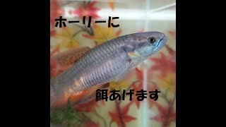 ホーリー(魚)のジャンプ捕食