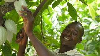 Gemeinsam mehr erreichen – Fairtrade-Kakao aus der Elfenbeinküste