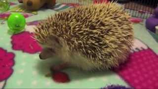 Toys for Hedgehogs