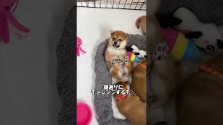 【豆柴犬】赤ちゃんの寝返りの一部始終が可愛すぎる