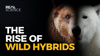Why Hybrid Animals May Take Over the North