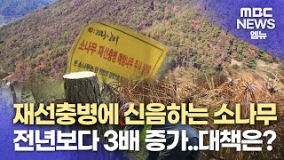 재선충병에 신음하는 소나무(2023.10.24/뉴스데스크/MBC경남)