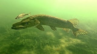 Jaw-Dropping PIKE ATTACKS filmed UNDERWATER in 4K ! Epic Slow-Motion Compilation