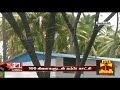 100 கிளைகளுடன் கம்பீரமாக காட்சி அளிக்கும் பனைமரம் palm tree thanthi tv