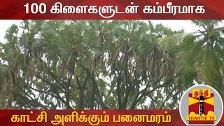 100 கிளைகளுடன் கம்பீரமாக காட்சி அளிக்கும் பனைமரம் | Palm Tree | Thanthi TV