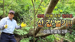 (산림컨설팅2부) 내 산의 자생나무로 산 값 버는 방법!! #임업후계자 #산림경영 #산림컨설팅 #귀농귀촌 #조경수 #특수목 #임업후계자협회