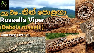 Snakes of Sr Lanka | තිත් පොළගා | Russell's Viper | Polaga | Highly venom | Vipers and Pit Vipers