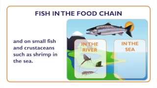 Fish: What is a Fish, Fish Characteristics and Food Chain - Something Fishy: Kids Lesson 2