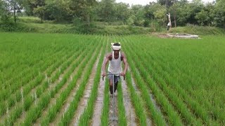 How to remove weeds from paddy field ? paddy field weeding method