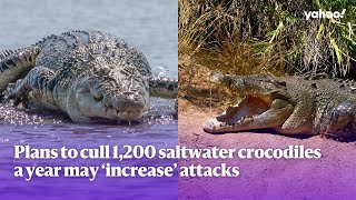 Plans to cull 1,200 saltwater crocodiles a year may ‘increase’ attacks | Yahoo Australia