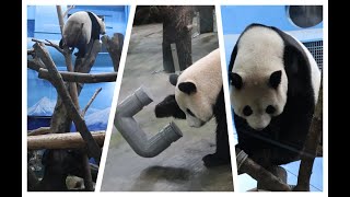 20250109 圓仔上午睡得早 寶妹摔罐嚇登高(圓仔早餐+午餐前) Giant Panda Yuan Zai \u0026 Yuan Bao