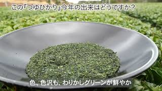 【茶農家直伝】東彼杵　玉緑茶　製法と美味しい淹れ方