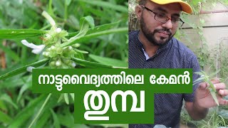 ഔഷധ ഗുണമേറിയ തുമ്പ | Ceylon Slitwort Remedies | Leucas aspera