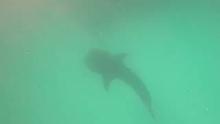 Whaleshark Malediwy Hanifaru Lagoon Freediving