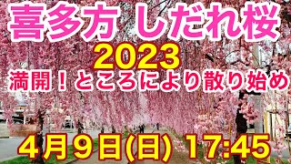 喜多方 しだれ桜2023.4/9(日)満開