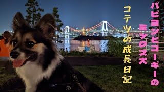 【パピヨンとコーギーのミックス犬】夜景を見ながら愛犬とお散歩　Take a walk with your dog while watching the night view