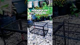 Perangkap Tikus Paling Berkesan Link sini : https://s.shopee.com.my/4pxcRXQRFI #garden