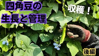 シカクマメの生長と管理【後編】猛暑を乗り切りついに収穫！2023年8月6日　8月21日　9月17日