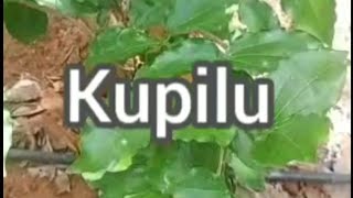 Kupilu drug