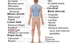 Anatomical Regions