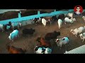 maweshi mandi se dhundh k laya hun remake i eid ul adha i bakra eid