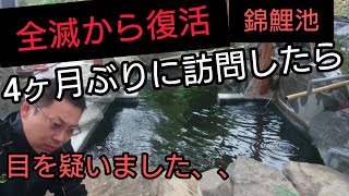 【全滅から復活の錦鯉池】4ヵ月ぶりに訪問したら、目を疑いました、、、。　　#錦鯉　#nisikigoi　ปลาคราฟ　自宅池　飼育　濾過槽　#アクアリウム　#diy