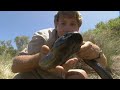 top ten killer snakes in the world with steve irwin