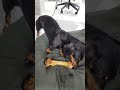 불금엔 먹방이죠 뼈다구 뜯어뜯어~🍖 순이 먹방 시작합니다♡😋😘 🍗 puppy sausagedog pets cute