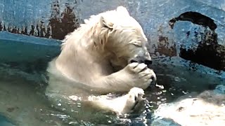 リンゴのおやつに夢中💗シロクマのホウちゃん【天王寺動物園】