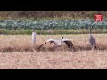 cranes arrive in southwest japan