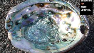 Abalone Shells Variety | Quality Shells