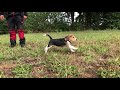 9 week old beagle puppy gets his first search and rescue training.