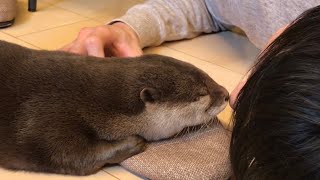 Otter Sakura and owner love floor heating