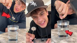 Dandelions are WATER PROOF?? 😳 - #Shorts