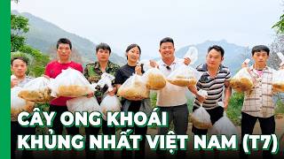 Thành quả của Hải SAPA TV sau khi thu hoạch MẬT ONG KHOÁI RỪNG tại cây ong KHỦNG NHẤT VIỆT NAM