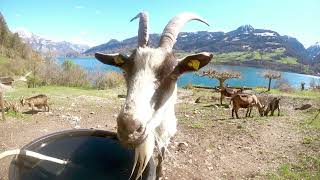 Wanderung am Walensee - April 2021