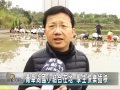 20140310n 青草湖國小結合在地 學生快樂插秧