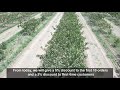 iranian pistachio harvest in 2021 by wonfoods company.