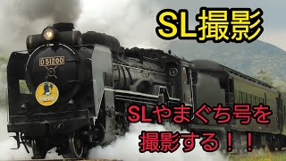 【SL撮影】D51 200けん引！SLやまぐち号を撮影する！！