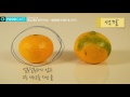 재료고르기 맛있는 귤은 어떻게 생겼을까 the first grade food material tangerine