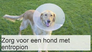 Zorgen voor een hond met entropion