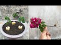 Try using banana to stimulate rooting to propagate bougainvillea