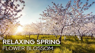 Serene Birdsong & Apple Blossoms – Relaxing Nature Ambience for Calm & Harmony